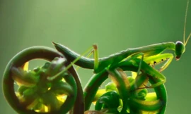 Độc đáo cảnh bọ ngựa đạp xe