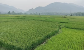 Dòng suối Thia cạn trơ đáy do thủy điện tích nước