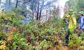 Hai cán bộ bị thương khi chữa cháy rừng thông