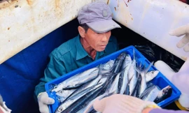 Các thuyền viên phấn khởi chuyển cá từ tàu lên bờ Ảnh: NN 