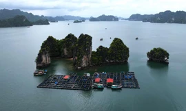 Quảng Ninh đề xuất nuôi trồng 260ha ngoài vùng lõi vịnh Hạ Long Ảnh: Hoàng Dương 