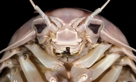 Bọ biển khổng lồ ở Việt Nam được công nhận là loài mới