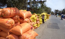 Lúa chất đống, giá bán thấp