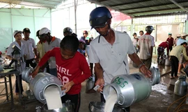 HTX bò sữa Evergrowth Sóc Trăng: 'Bà đỡ' của 10.000 nông dân