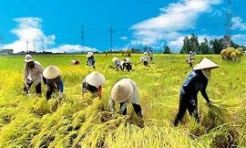 Giá lúa diễn biến ngược chiều