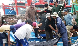 Hỗ trợ ngư dân phát triển nghề câu cá ngừ