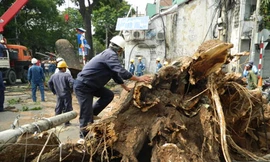 Cây đại thụ bật gốc gây náo loạn Sài Gòn