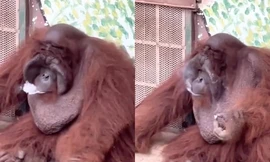 Xôn xao hình ảnh đười ươi hút thuốc trong Thảo cầm viên Sài Gòn, ban quản lý nói gì?