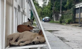 Mái ấm cho những chú chó vô gia cư ở Thái Lan: Đơn giản nhưng đầy nhân văn