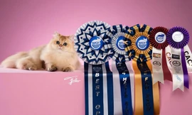 Hội yêu mèo tranh tài "siêu đáng yêu" tại Giải vô địch Mèo Toàn cầu