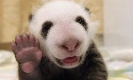 Gấu trúc một tháng tuổi biết cười và chào như người