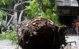 10 học sinh bị thương vì cây đổ