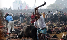 [ẢNH] Hàng ngàn gia súc bị giết để tế thần 