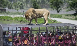 Độc đáo tour du lịch... sờ sư tử