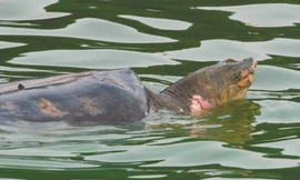 Tìm đường đưa cụ Rùa trở về hồ Gươm