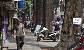 Vụ 3 cây sao đen chết ở phố Lò Đúc: Phong thủy hay sự sống?