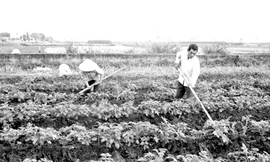 Bổ sung trung, vi lượng cho khoai tây