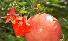 Lựu chữa chốc đầu, quai bị