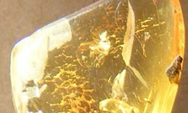 Thấy côn trùng hóa thạch cách đây 20 triệu năm