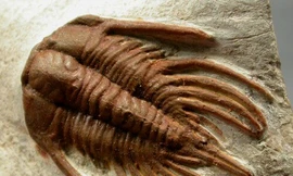 Độc đáo hoá thạch côn trùng