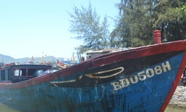 Đã thống kê được thiệt hại cá chết do dầu tràn