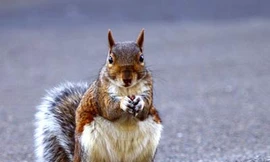 Siêu xe cán mất đuôi... một con sóc