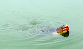 Rùa hồ Gươm nổi giữa trời giá rét