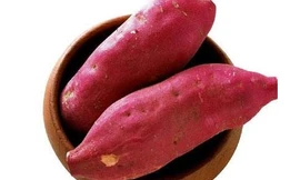 Khoai lang chữa bệnh thận