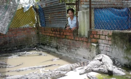 Lâm Thái Vương và đầm cá sấu