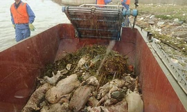 Bắt ba nghi phạm buôn bán thịt lợn nhiễm độc