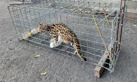 Người đàn ông bẫy được mèo rừng quý hiếm ở TPHCM