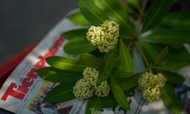 Hoa sữa nồng nàn giữa Sài Gòn 