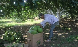 Thu hoạch bưởi tại vườn bưởi xã Sông Xoài, thị xã Phú Mỹ. (Ảnh: Hoàng Nhị/TTXVN)