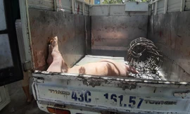 Phát hiện xe chở lợn chết từ vùng dịch về Đà Nẵng tiêu thụ