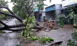 Mưa gió ào ào, cây bật gốc ngổn ngang ở Đà Nẵng