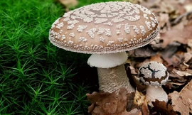 Ăn nấm lạ, gia đình 8 người ở Quảng Ngãi nhập viện vì ngộ độc