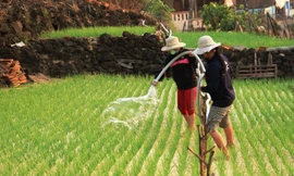 Người dân Lý Sơn tận dụng mọi diện tích đất, nguồn nước có trên đảo để trồng và chăm sóc tỏi Lý Sơn. Ảnh Nguyễn Thành