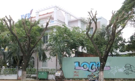 Hàng trăm cây xanh ở Đà Nẵng bất ngờ bị cắt trụi cành