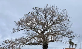 Cây xanh không lá trên đảo tiền tiêu 