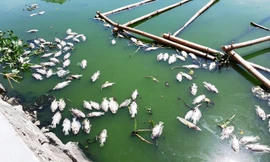 Cá chết nổi trên hồ Thạc Gián.