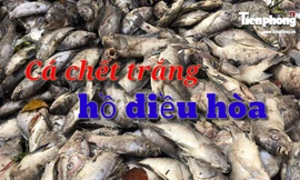 Cá chết trắng hồ điều hòa ở Đà Nẵng do rò rỉ nước thải