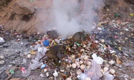 Khỉ bới rác ăn ở Sơn Trà, nguy cơ lây nhiễm bệnh cho du khách