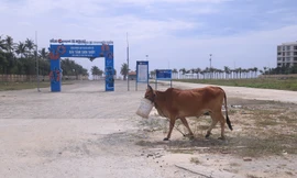 Lối xuống biển Sơn Thủy tại quận Ngũ Hành Sơn đã được mở. Ảnh : Nguyễn Thành