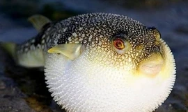 Cá nóc một trong những loại cá chứa độc tố cao. Ảnh: minh hoạ