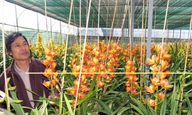 Hoa lan, đào bị sốc thời tiết