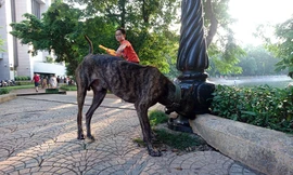 Chó thả rông không rọ mõm 'nghêng ngang' nhiều nơi đông người