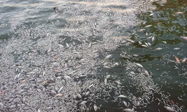 Cá chết nổi trắng góc hồ Tây