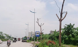 Hà Nội: Hàng loạt cây xanh chết khô trên đường nghìn tỷ