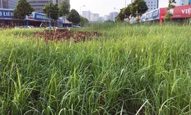 Cỏ dại mọc như 'rừng' trên đường phố Hà Nội
