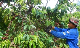 Làm ăn yếu kém, thua lỗ nên giải thể